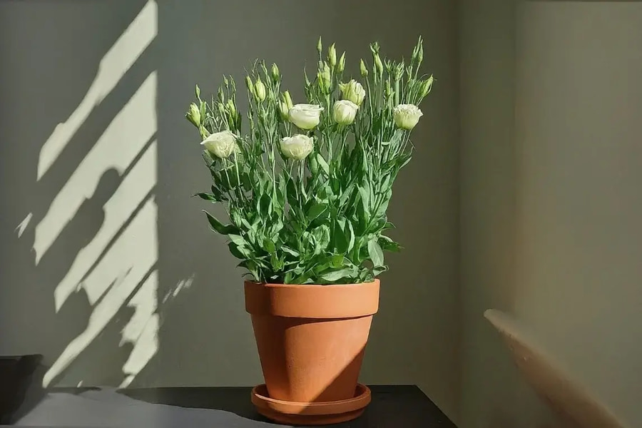 روش های نگهداری گل لیسیانتوس