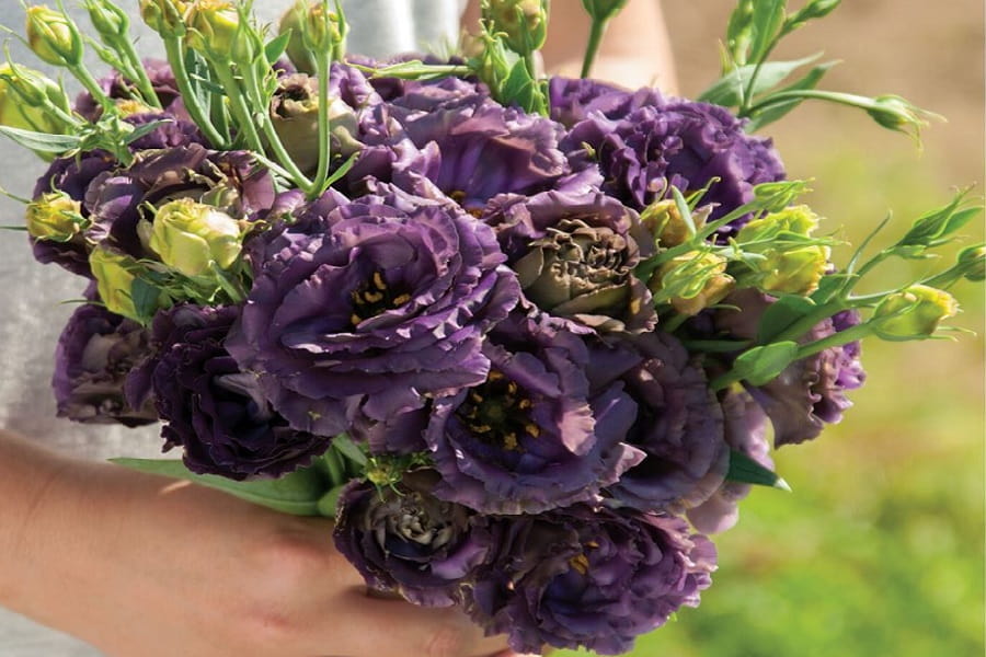 بیماری های گل لیسیانتوس و روش درمان