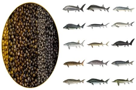 ماهی خاویار