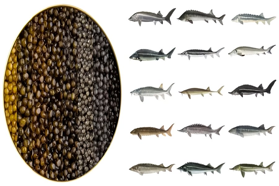 ماهی خاویار