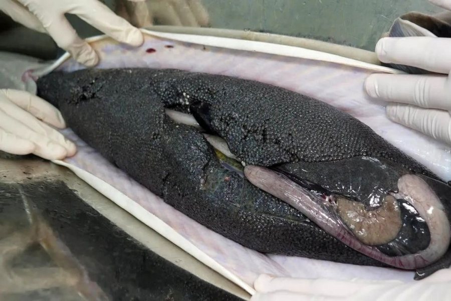 ماهی خاویاری 