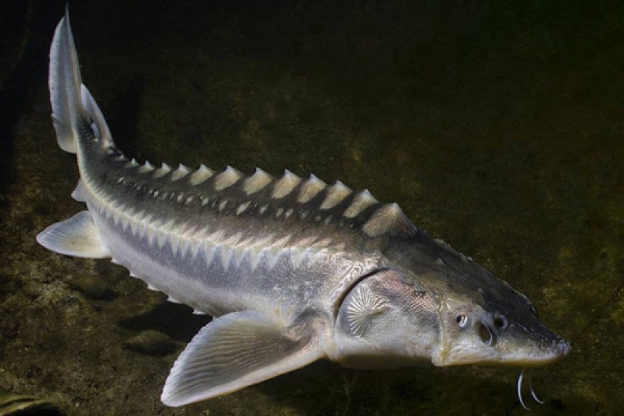 گونه های اصلی خاویار ماهی 