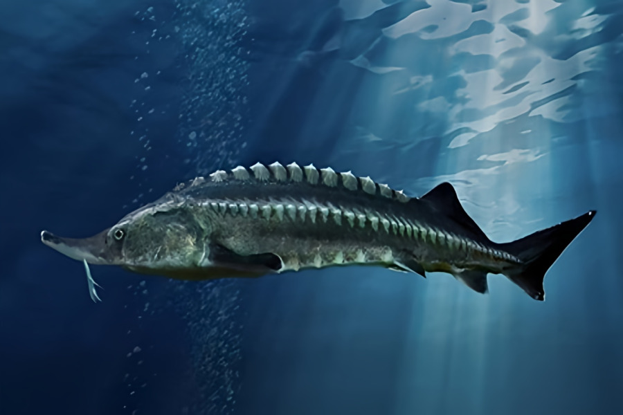 تاس‌ماهی ایرانی 