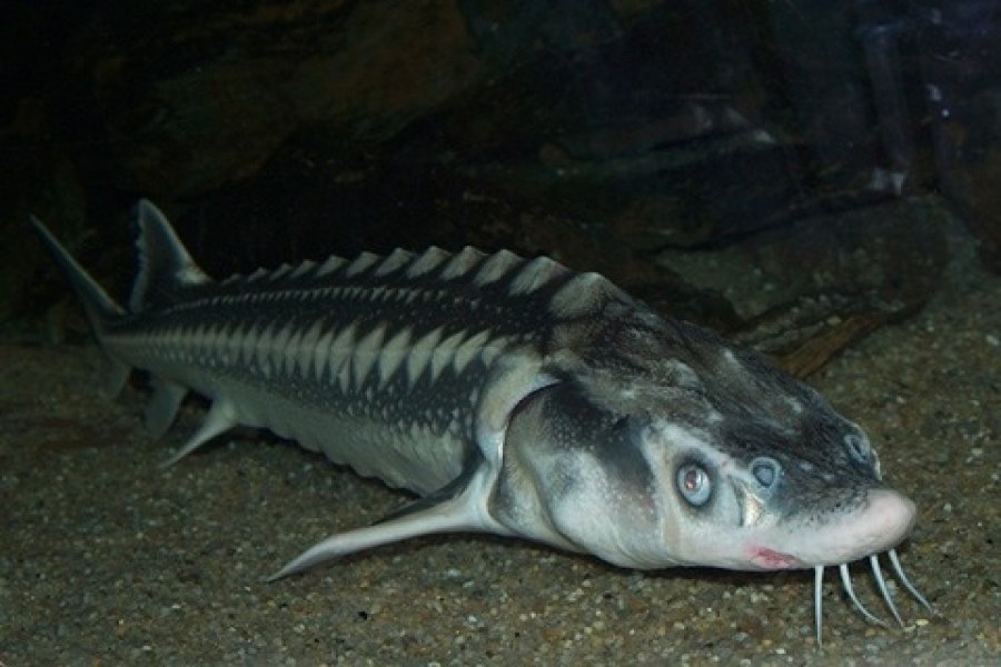 چالباش (Russian Sturgeon)