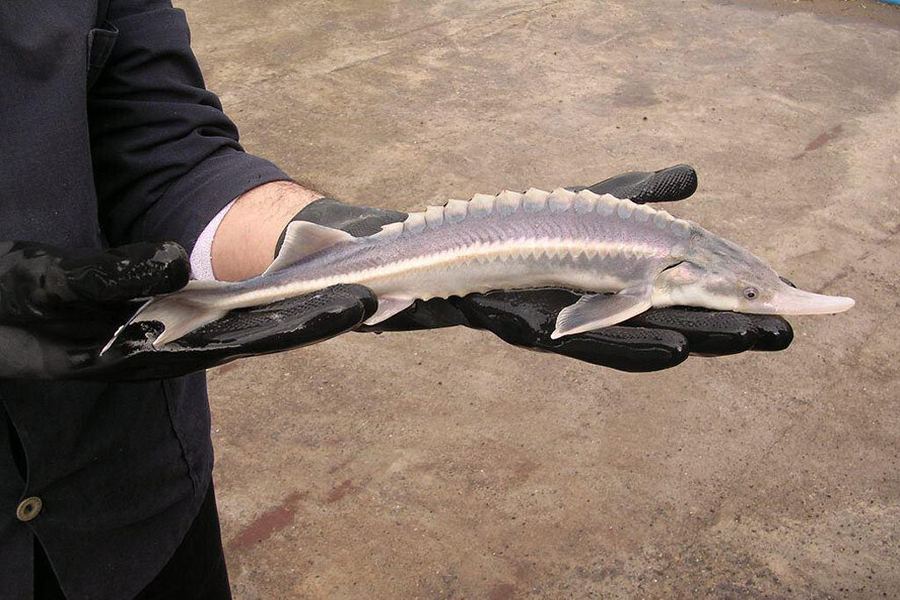 ماهی شیپ (Ship Sturgeon)