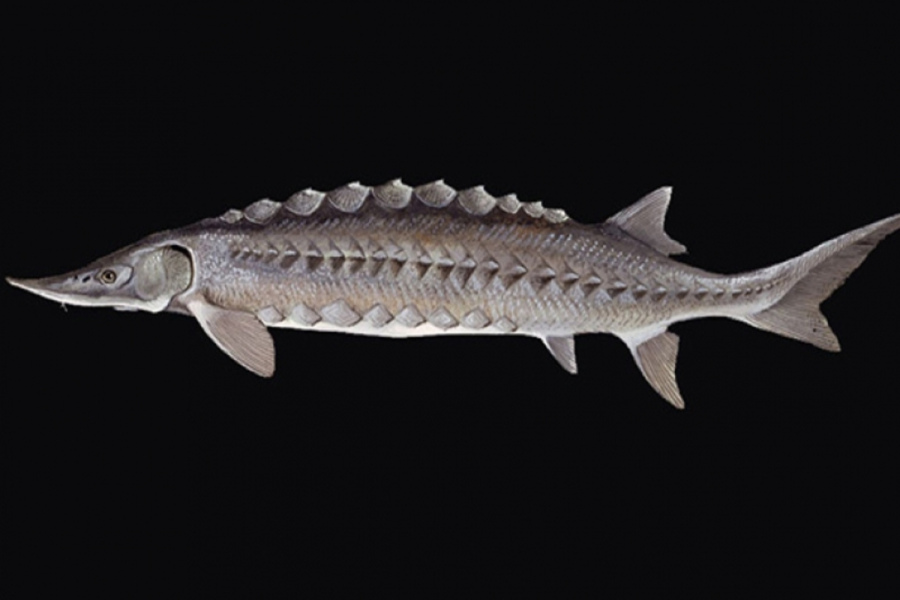 اوزون‌برون (Stellate Sturgeon)