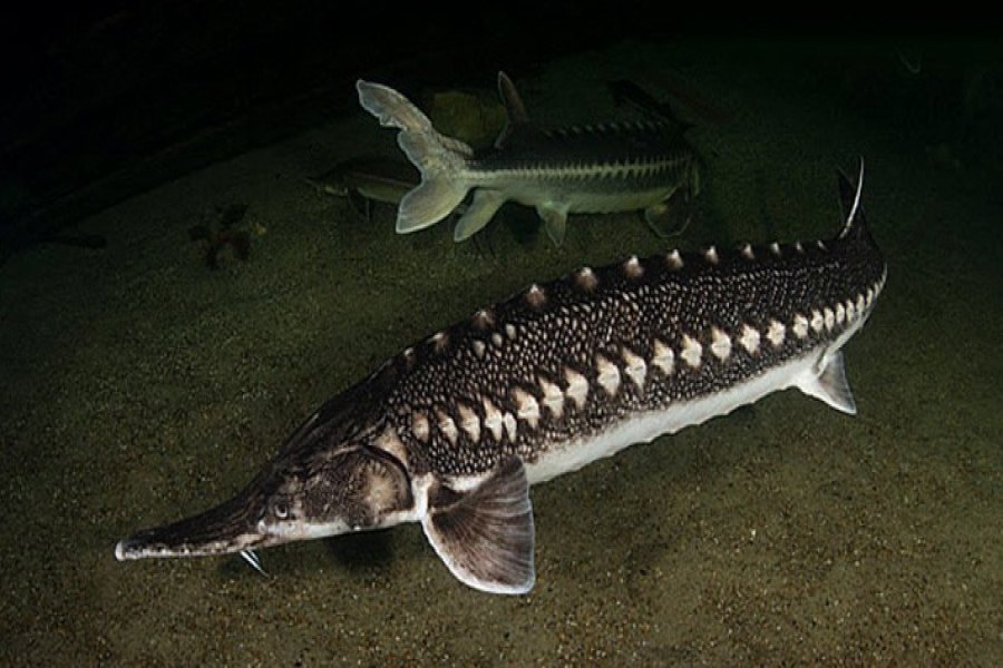 انواع ماهیان خاویاری دریای خزر