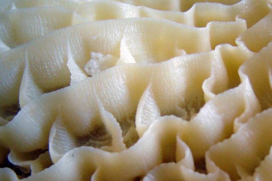 نحوه پاك كردن سیرابی با سرکه