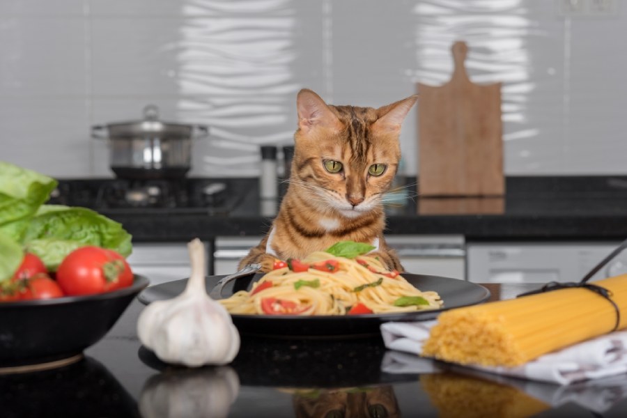 ماکارونی برای گربه