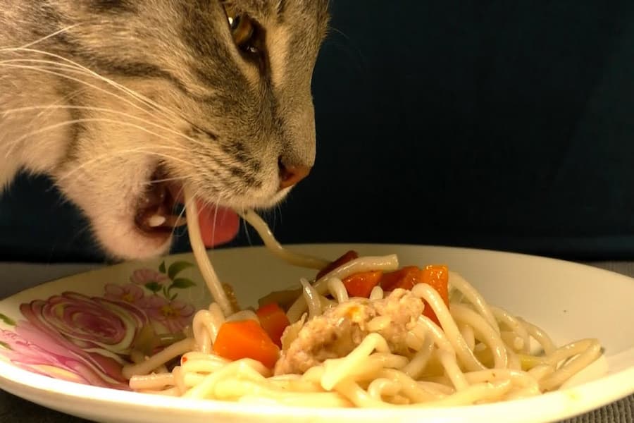 طرز تهیه غدای گربه با ماکارونی