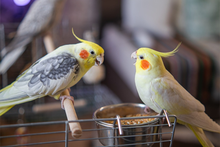 عمر عروس هلندی در خانه و طبیعت