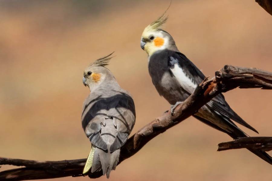 افزایش طول عمر عروس هلندی