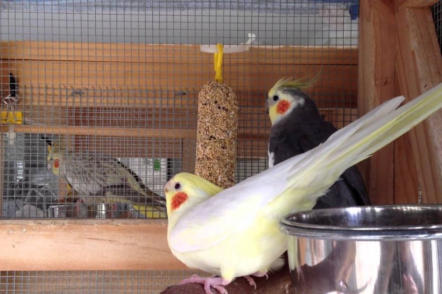 عوامل کاهش طول عمر عروس هلندی