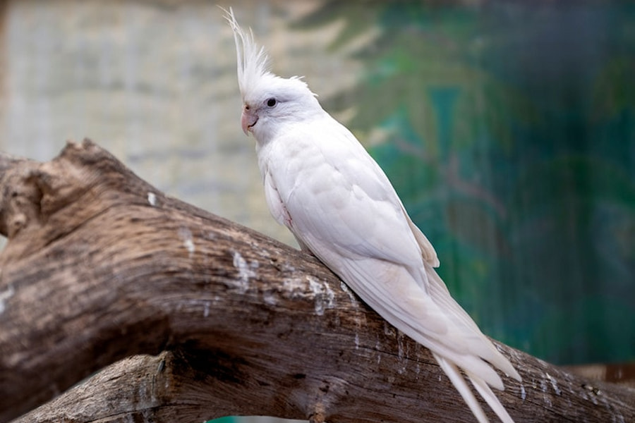 عروس هلندی سفید