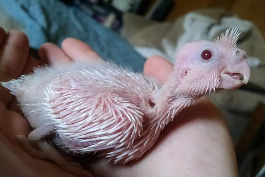 جوجه عروس سفید