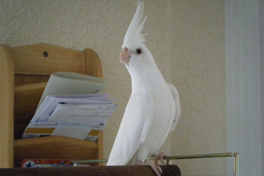 ویژگیهای ظاهری عروس هلندی سفید