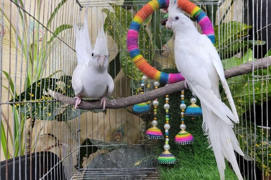 نگهداری از عروس هلندی سفید