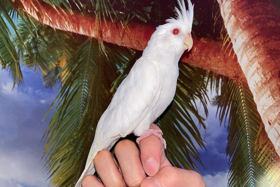 آموزش و تربیت عروس هلندی سفید