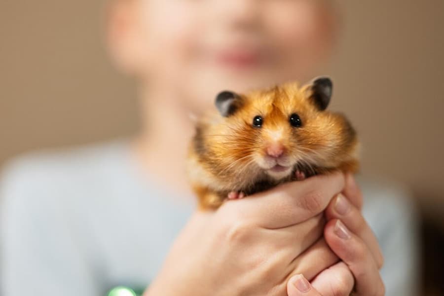 همستر حیوان خانگی بی دردسر