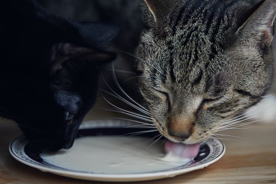 جایگزین شیر برای گربهها