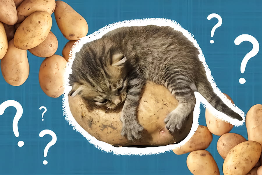 فواید سیب زمینی برای گربه 
