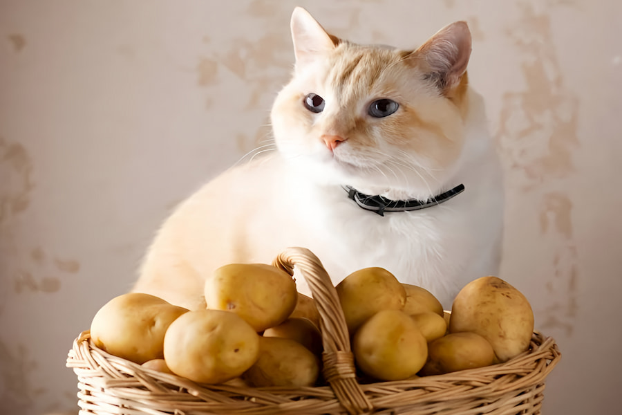 نکات دادن سیب زمینی به گربه