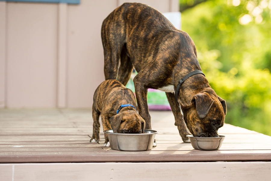 شلغم برای سگ 