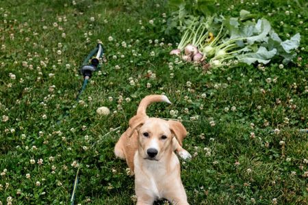 شلغم برای سگ