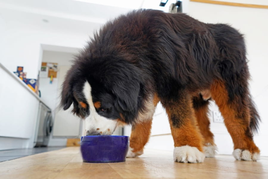 شلغم خام برای سگ خوبه یا شلغم پخته؟