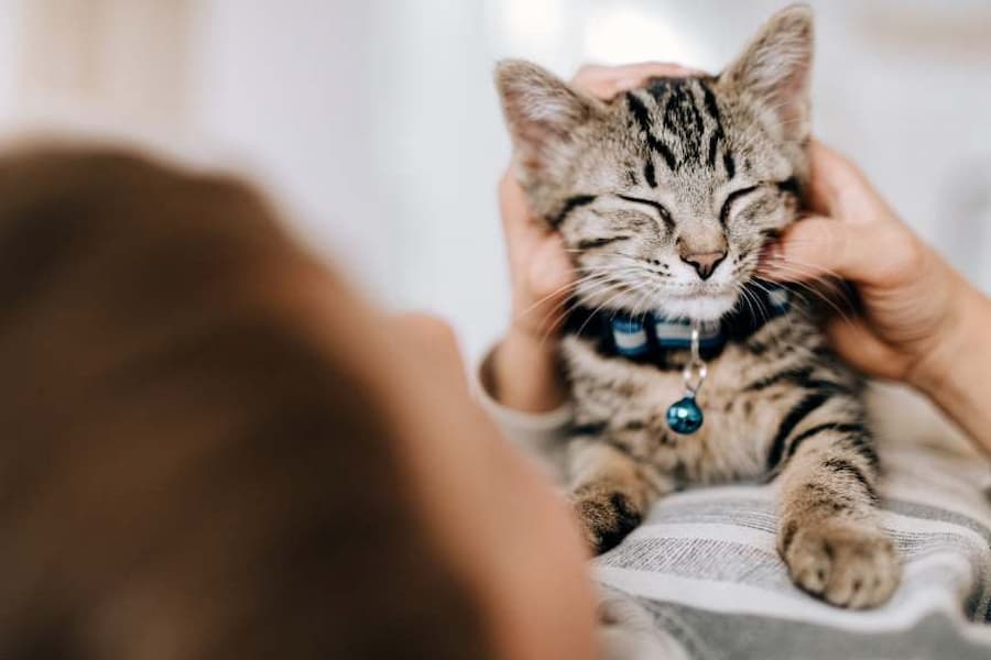 چه کار کنیم دیگر گربه چنگ نزند
